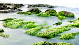 Une peinture éco-responsable à base d'algues 